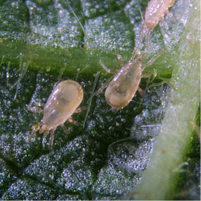 Amblyseius cucumeris...