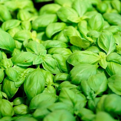 Basil genovese broadleaf