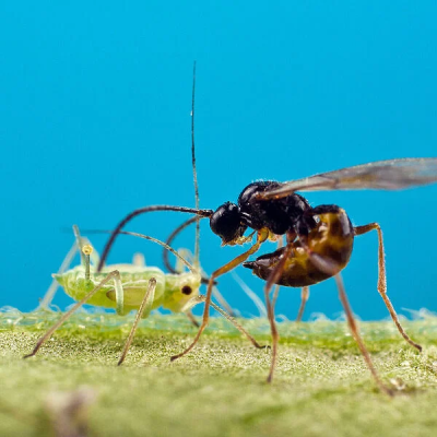 Aphidius colemani 250...