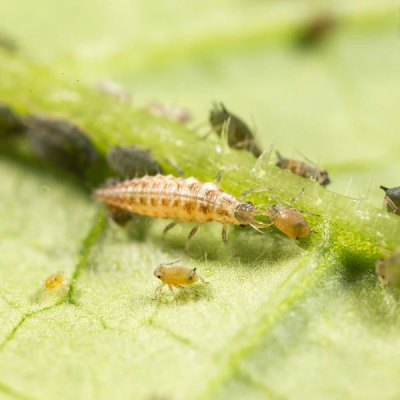 Chrysopa carnea against aphids