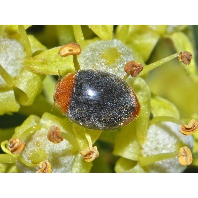 Cryptolaemus montrouzieri