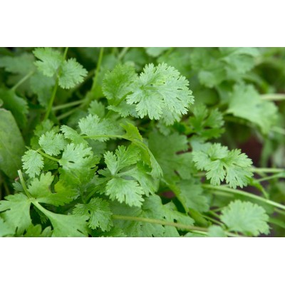 Coriander