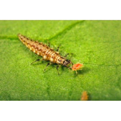 Chrysopa carnea contra pulgón