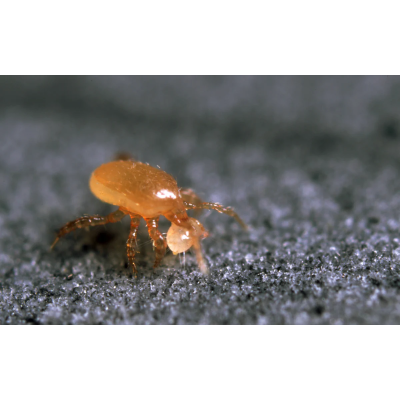 Hypoaspis miles contra...