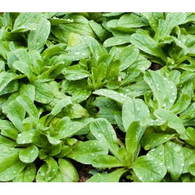 Valeriana louviers (canonigos)